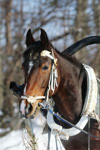 Close-up of horse cart