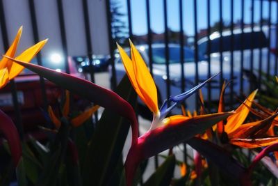 Close-up of flowers blooming outdoors