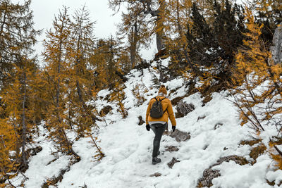 Rear view of young woman hiking on snowy path surrounded by yellow larch trees