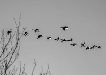 Low angle view of birds flying in sky