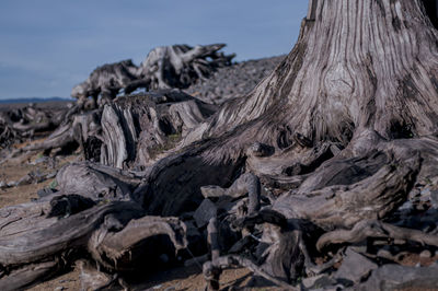 Close-up of driftwood on tree trunk