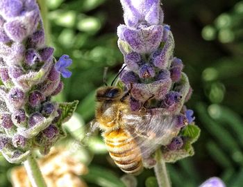 Close-up of insect on purple flower