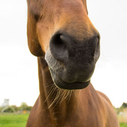 Close-up of horse on field against sky