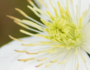 Close-up of white flowers