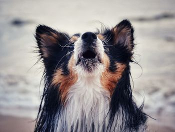 Close-up portrait of dog