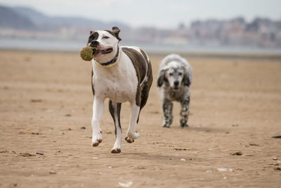 An english setter and an american stafford running and playing in the beach with a cloudy sky