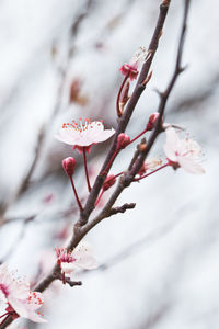 Close-up of white cherry blossom