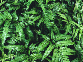 Green fern in a garden. cyrtomium fortunei