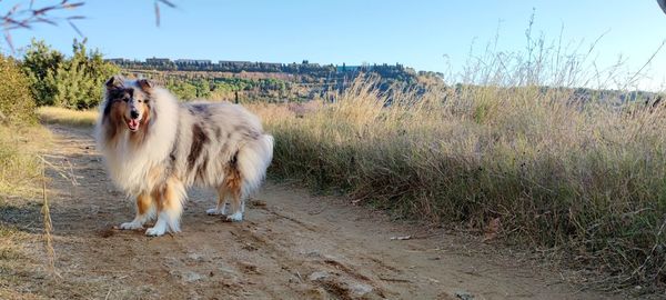 Dog in a field