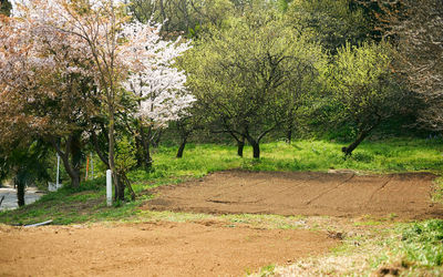 Trees on field in forest