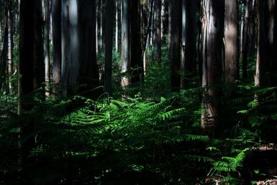 Pine trees in forest