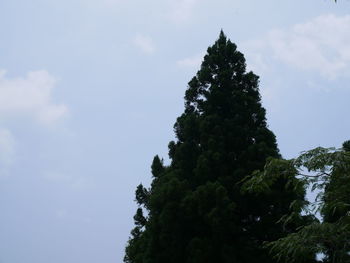 Low angle view of tree against sky