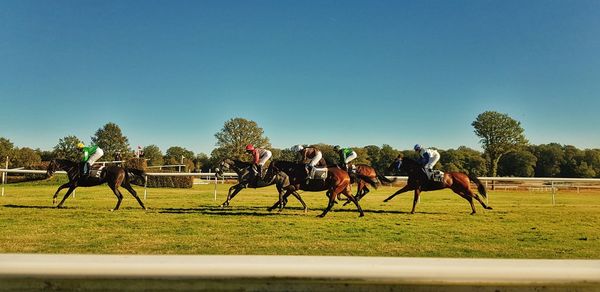 Group of horses on the field