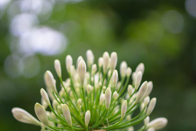 Close-up of daisy flowers in garden