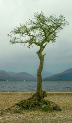 Tree by sea against sky