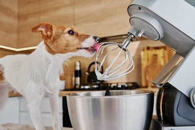 Dog lick electric kitchen mixer whisk