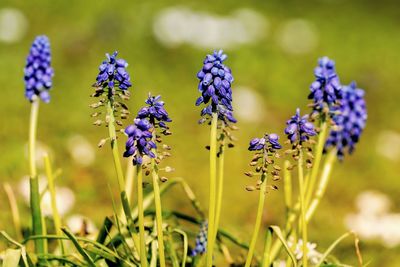 Close-up of purple flowering plants on field