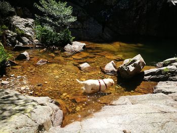 High angle view of rocks in river
