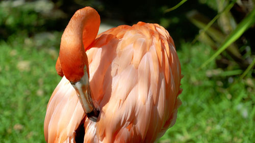 Close-up of orange bird on field