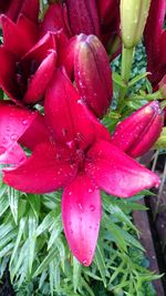 Close-up of water drops on pink flowering plant during rainy season