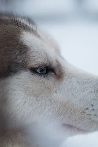 Close-up of husky dog 