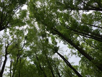 Low angle view of trees in forest