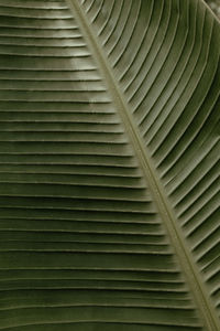 Full frame shot of palm leaf