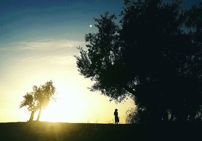 Silhouette of tree at sunset