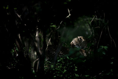 View of an animal on field