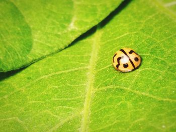 Close-up of insect on leaf