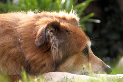 Close-up of a dog resting