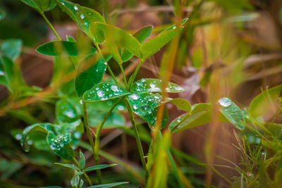 Close-up of wet plant