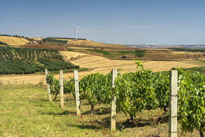 View of vineyard against sky