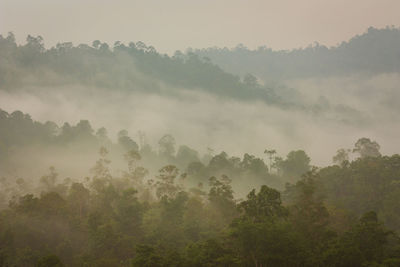 Low angle view of trees in forest against sky