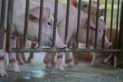 Close-up of animal in cage