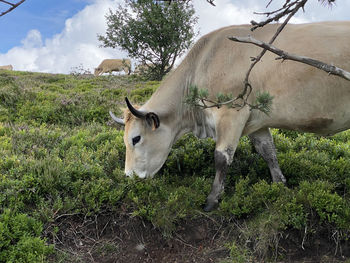 Cows standing in field