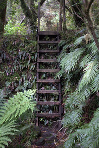 View of trees in forest