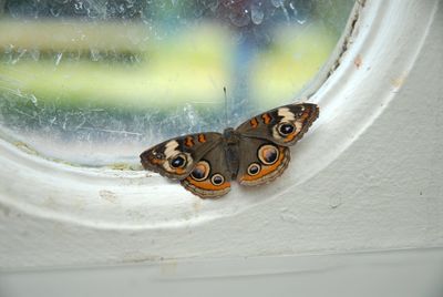 Close-up of butterfly on wall