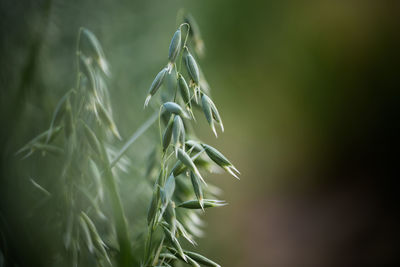 Close-up of plants growing outdoors