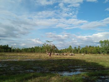 Scenic view of agricultural field against sky