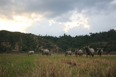 Sheep grazing on grassy field