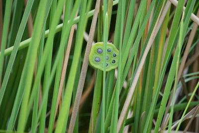 Close-up of lotus seed pod on grass