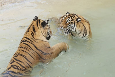 Tiger in water