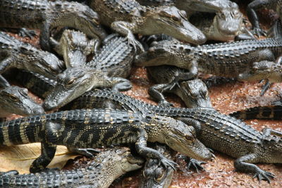 Close-up of lizard