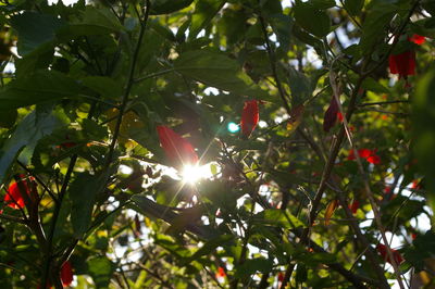 Low angle view of trees against sunlight