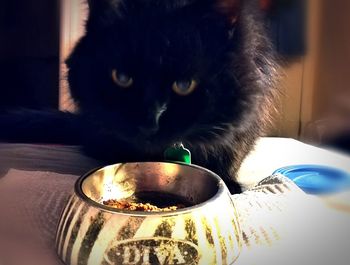 Close-up of black cat drinking glass
