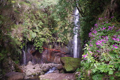 Scenic view of waterfall in forest