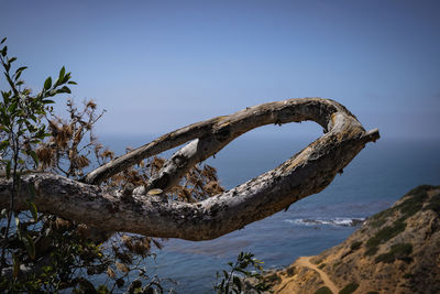 Scenic view of sea, tree branch in foreground 