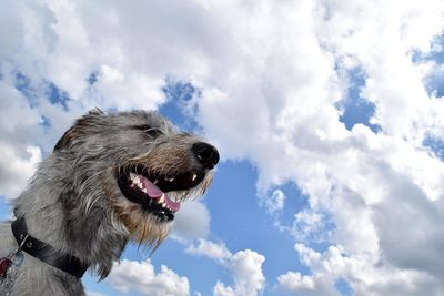 Dog standing on grass against cloudy sky