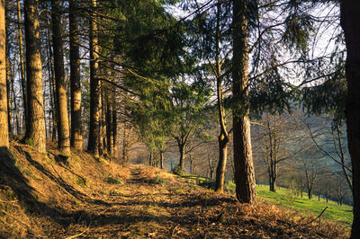 Trees growing in forest